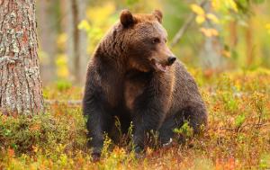 Wild brown bear in forest